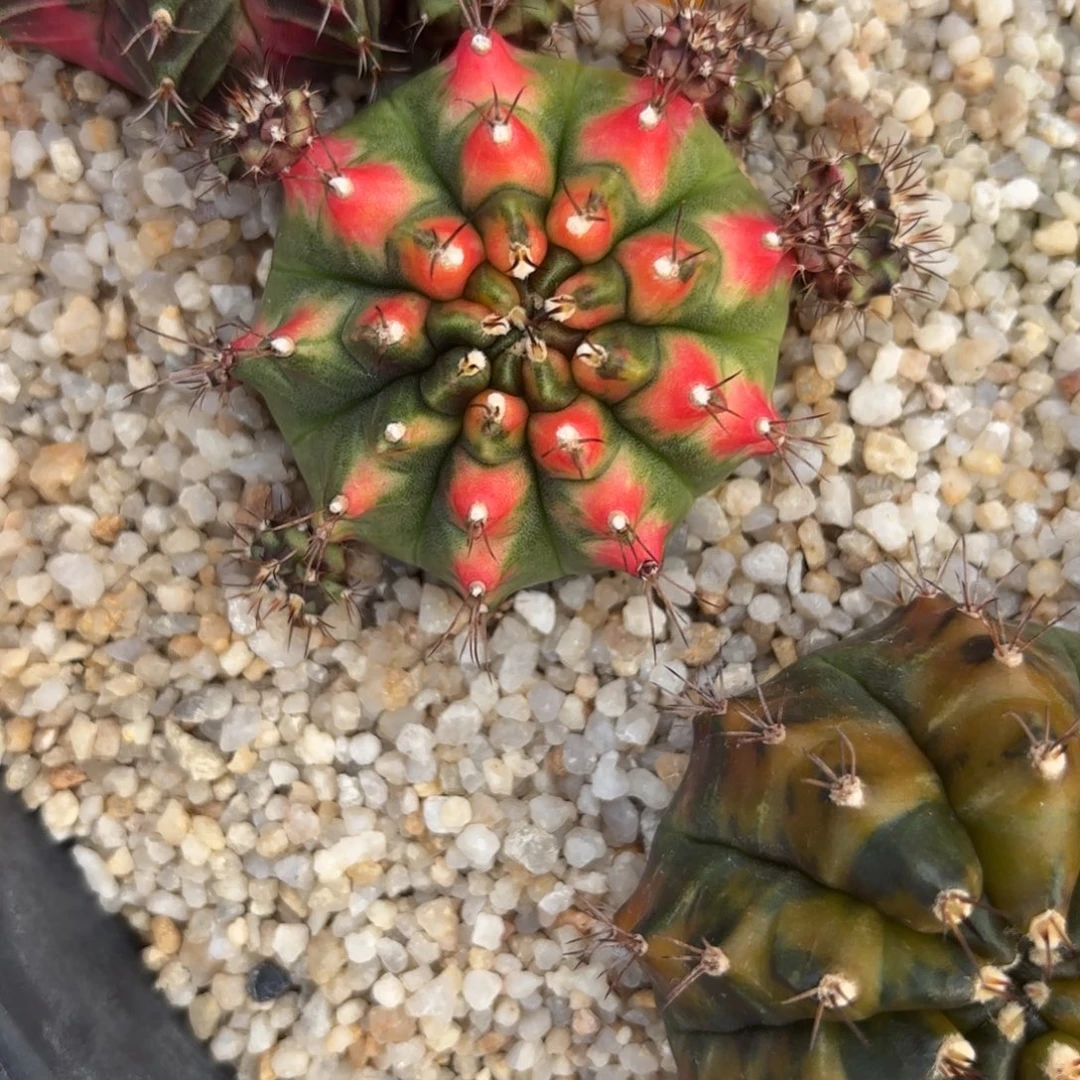 L525-0103泰国发货 安娜红龙