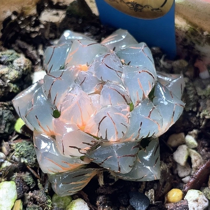 847水中月锦特选福利
