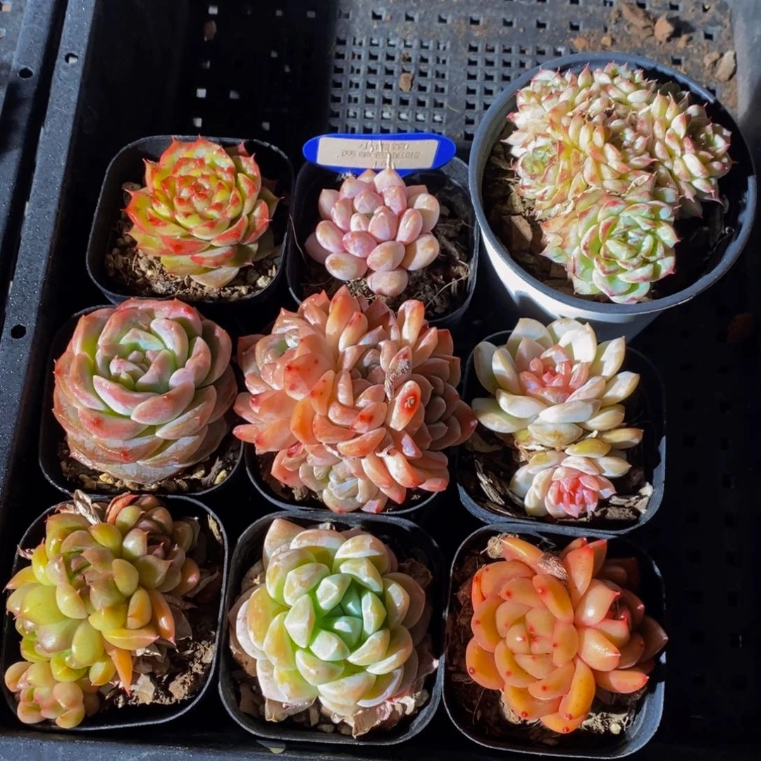 15 -精品福利框拍美肉九个