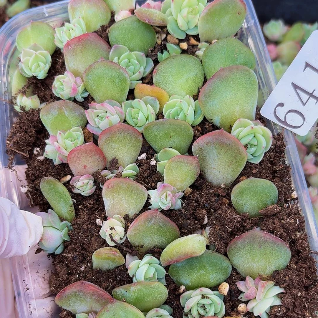 多肉植物多肉植物641