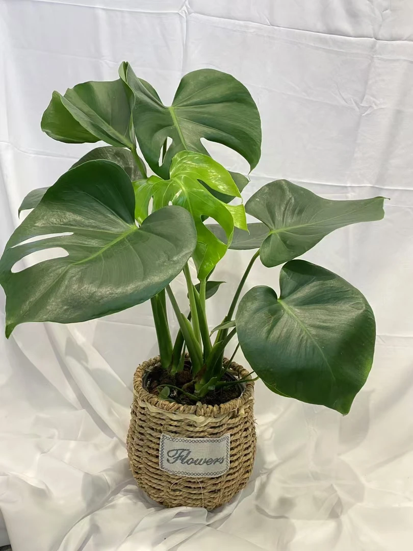 藤编花盆丛生龟背竹