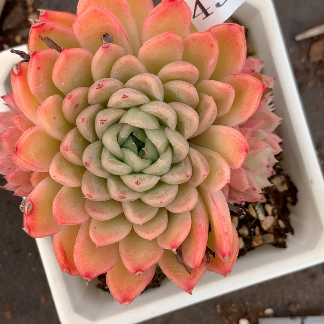 4397杂交多肉老桩