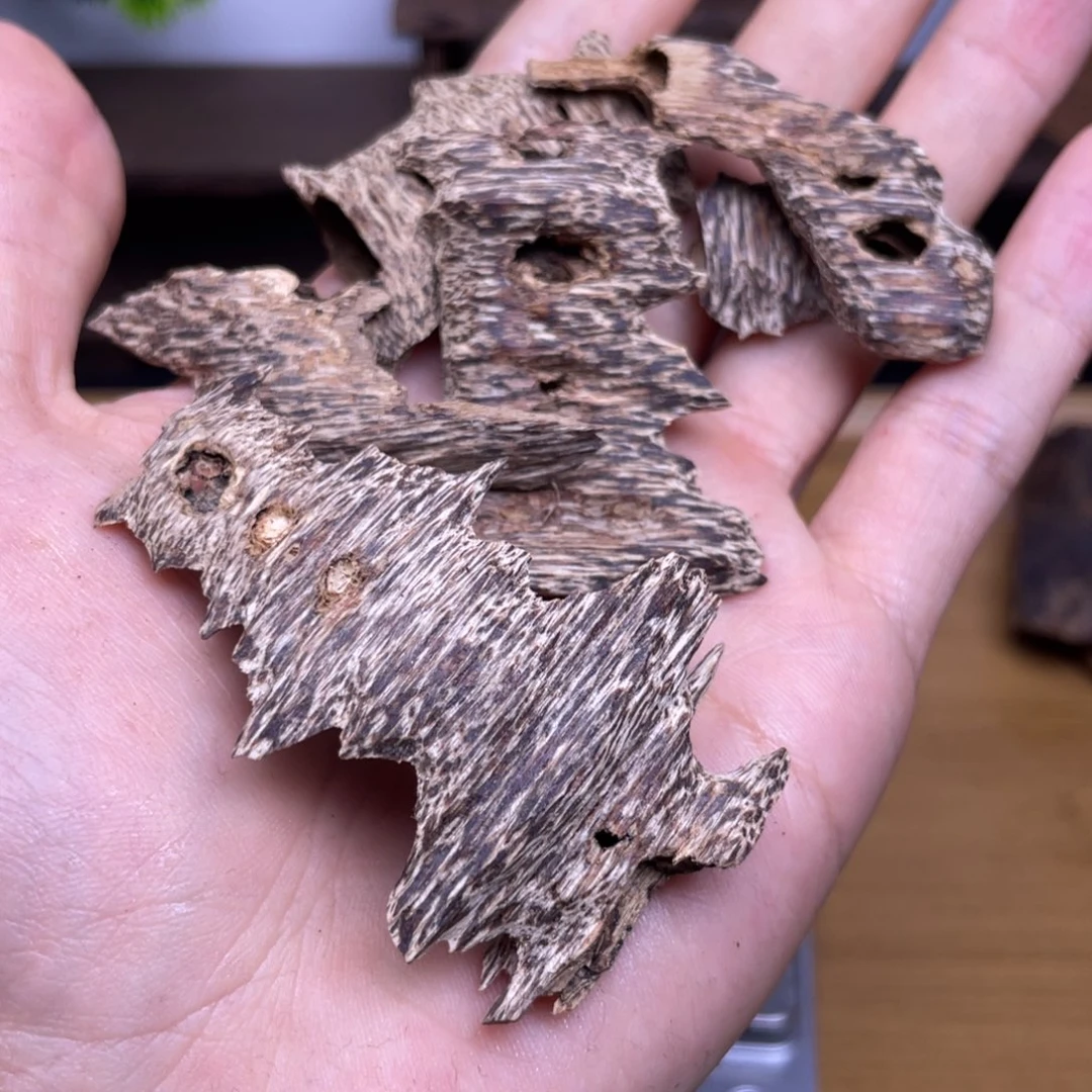 张***杨10克海南尖峰鸡母虫