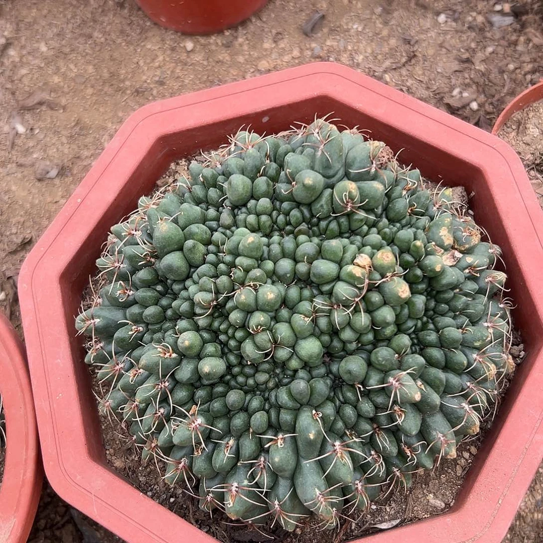 多肉植物绯花玉缀