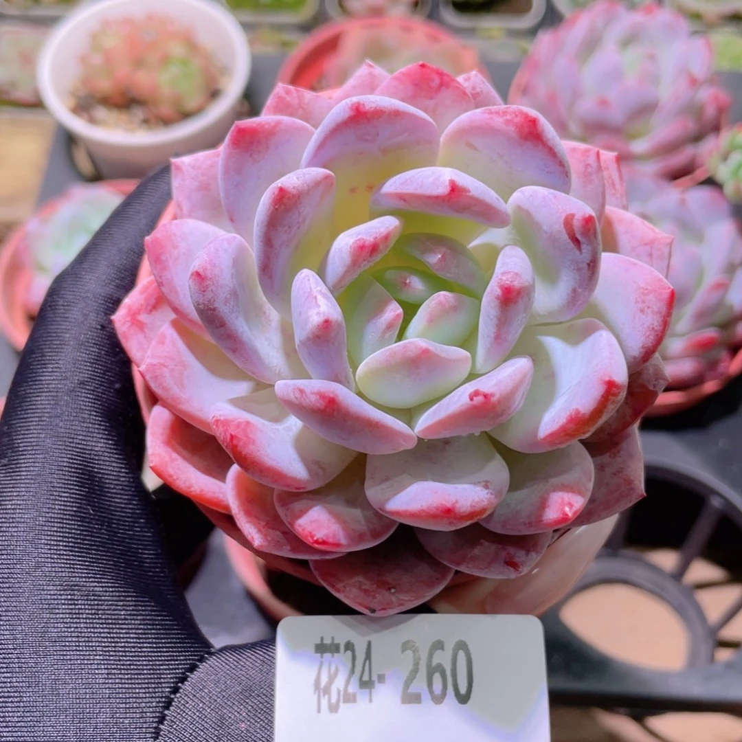 花利美24-260橙梦露