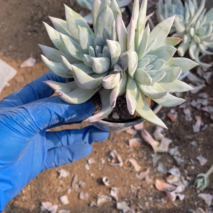 花*777号雪山杂多肉植物