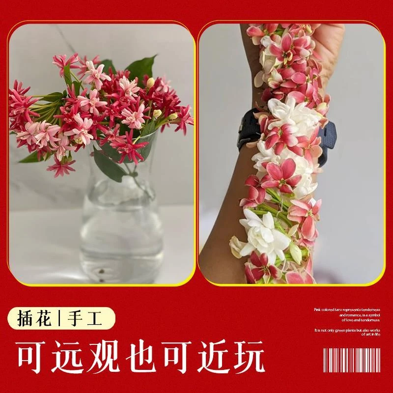 使君子爬藤植物大苗室内盆栽花卉绿植重瓣水君子阳台庭院四