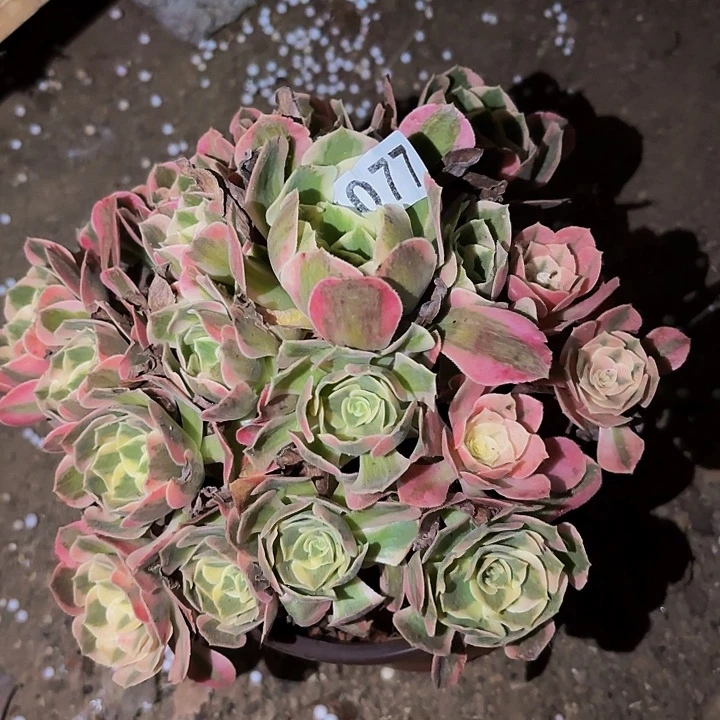 077妖月多肉植物不售后