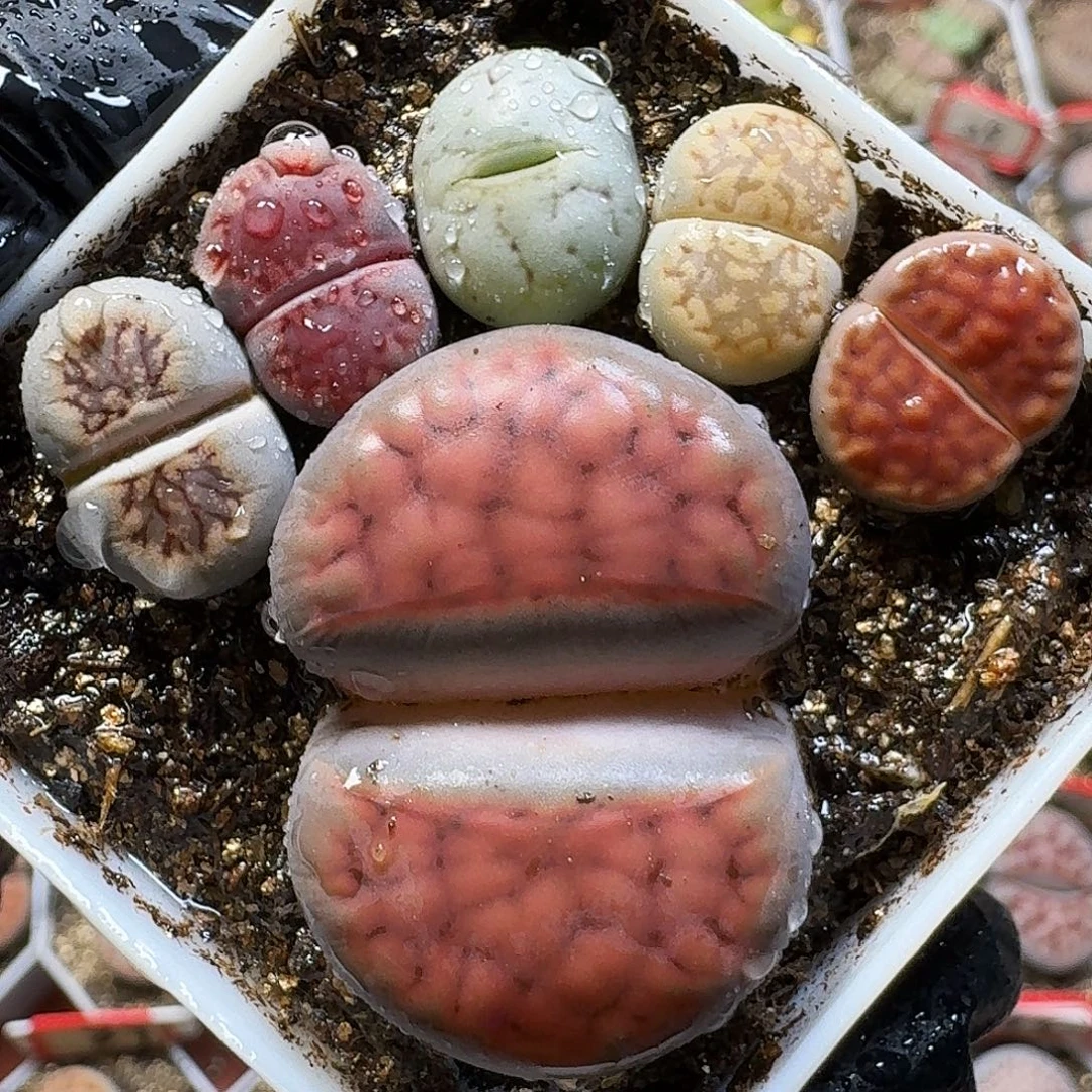 生石花1122121。  185