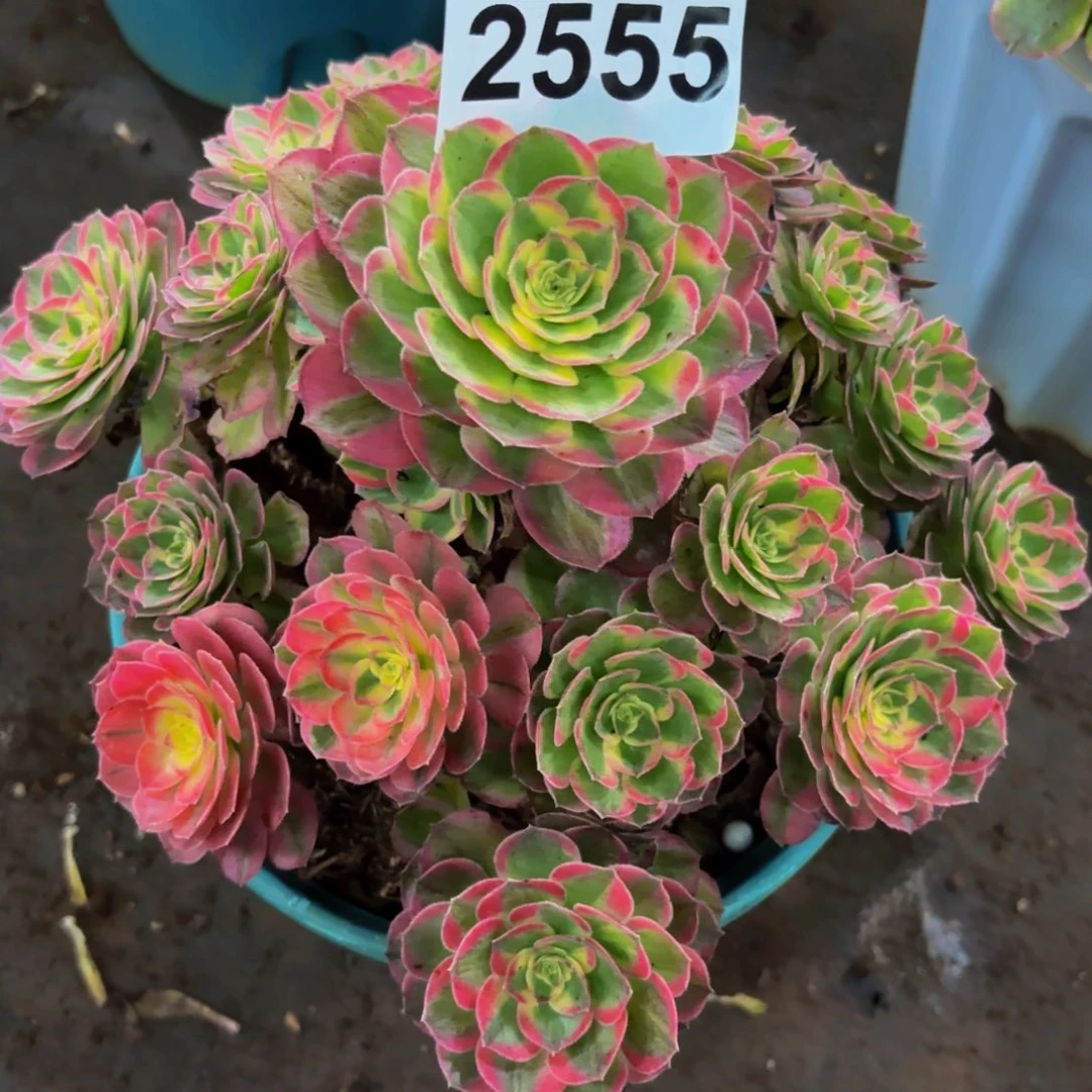 ****煜2555多肉植物海鲜