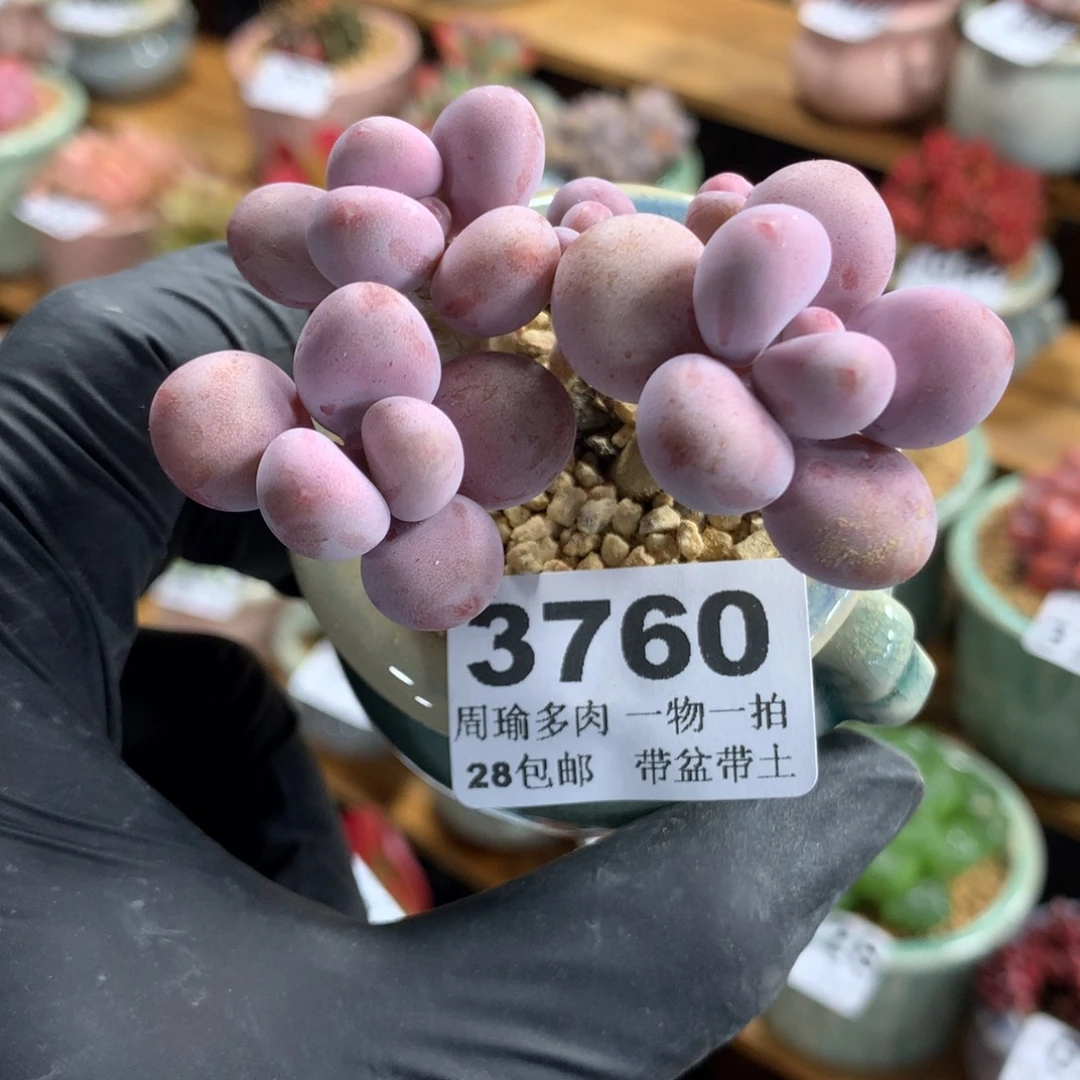 精控多肉植物3760