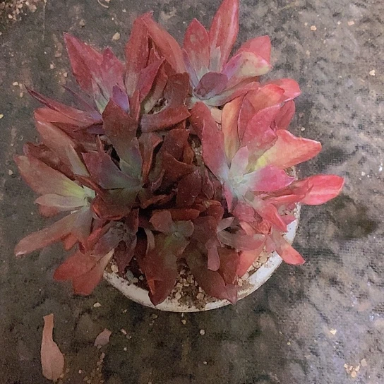 无花朵偶****钻石锦