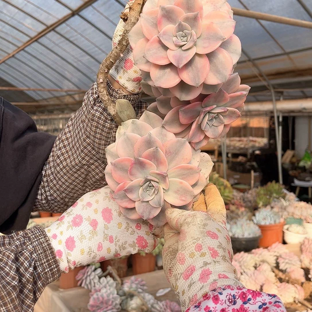 红*多肉植物紫乐景A32