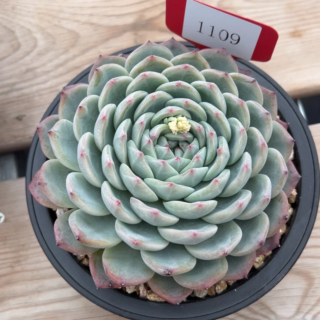 金**串1109多肉多多多多