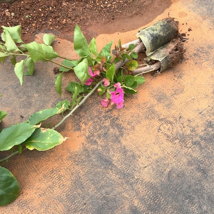 无花朵三角梅脱土发货