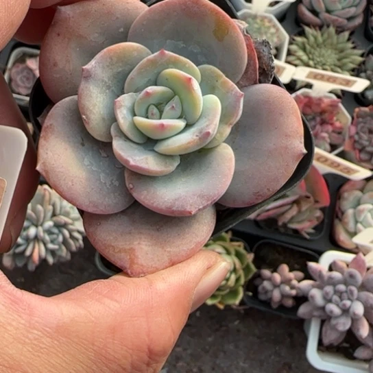 134奶茶多肉植物多