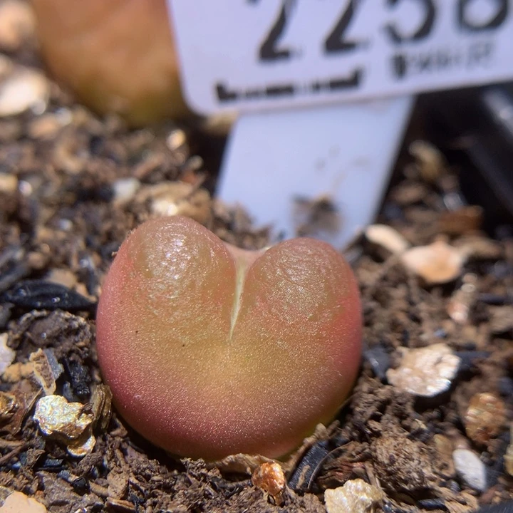 Zzz精品生石花2258