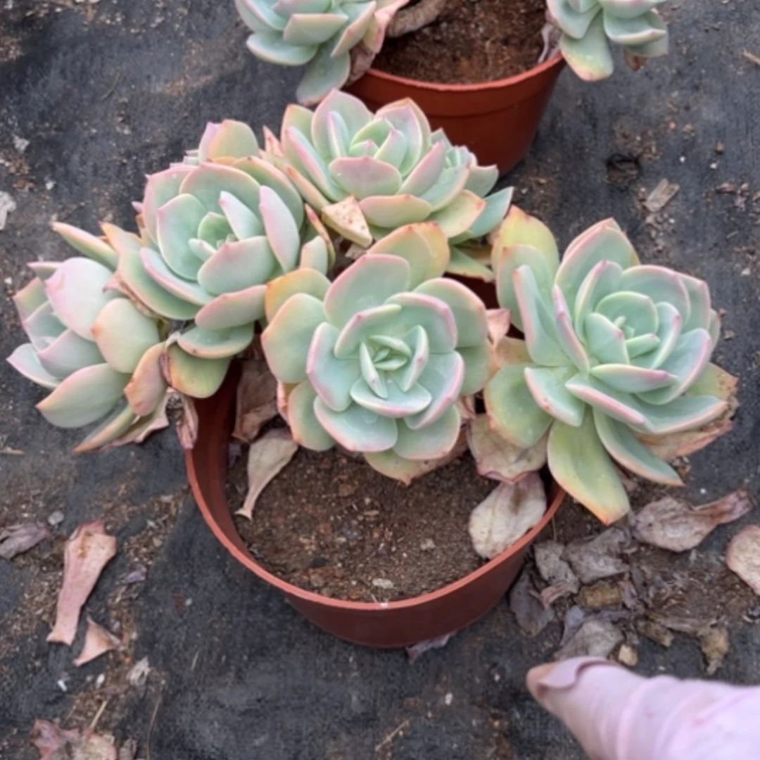 【闪购商品】?****?白凤