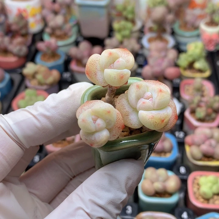 小脸冰玉 白底 3头 木质