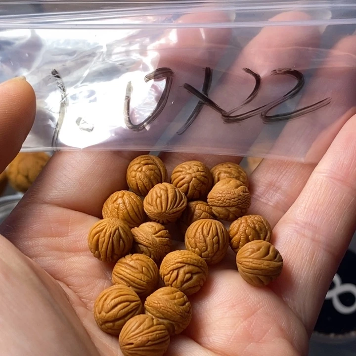 手串文玩核桃秦岭野生龙纹桃核10