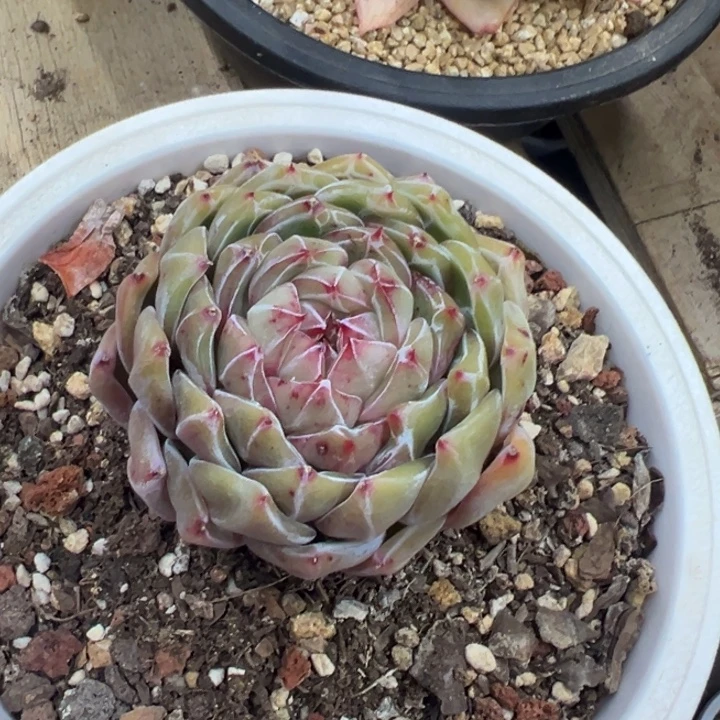 雪花珍妮 夏鸣园艺