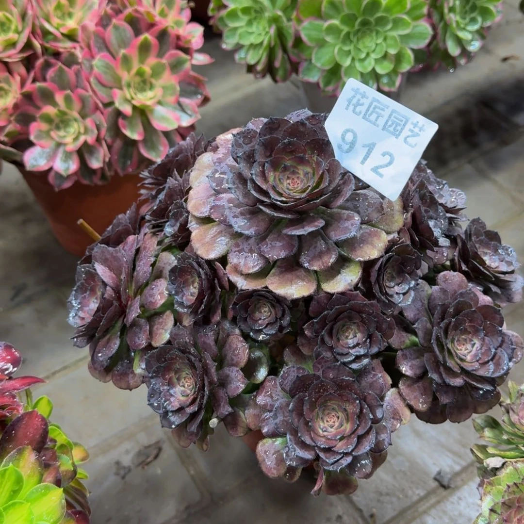 J****a多肉植物912万黑