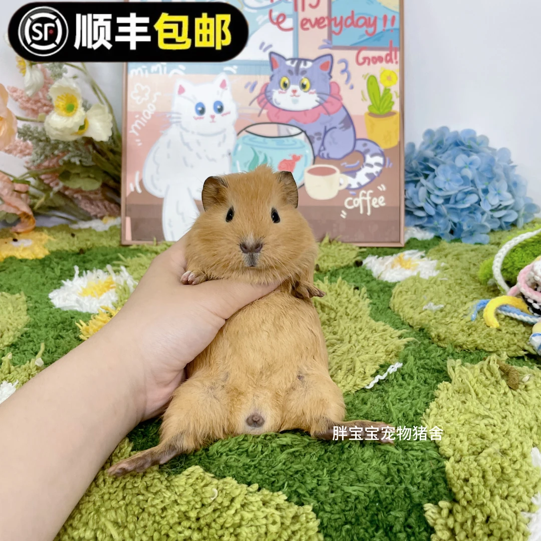 卡皮巴拉色英短弟弟 顺丰包邮