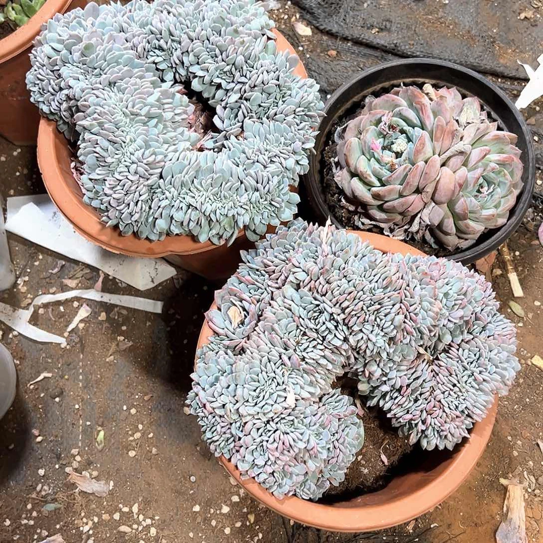 乌***奇多肉植物一物一拍