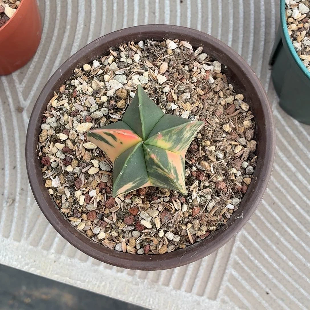 *****无花朵鸾锦！！！！！！！！！