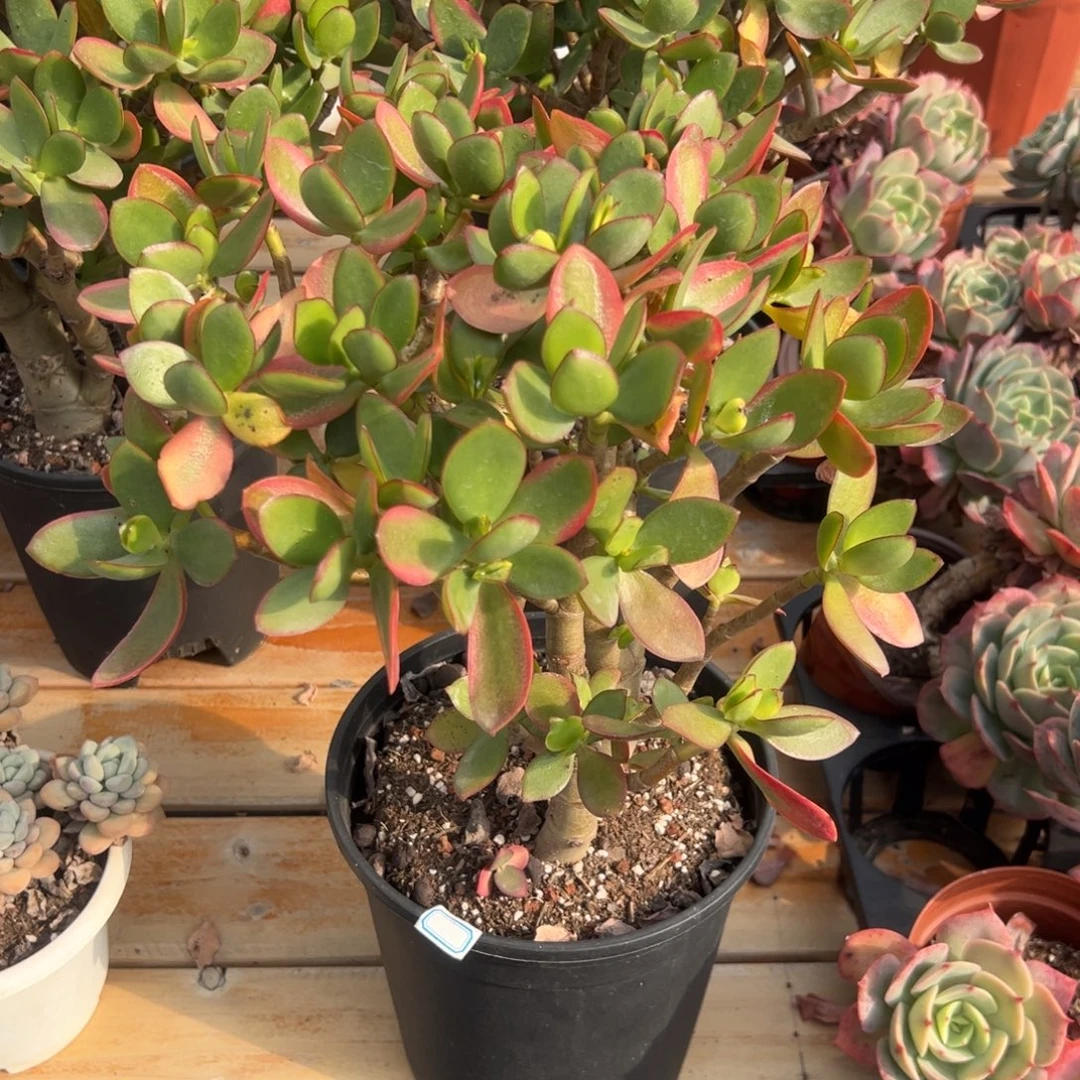 多肉新花月锦【非偏远满18包邮】