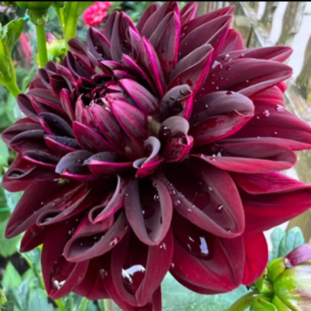 【红酒】巨无霸大丽花超大花型精品进口整坨球