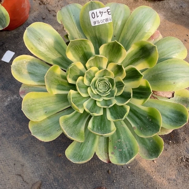 410香白多肉113456789