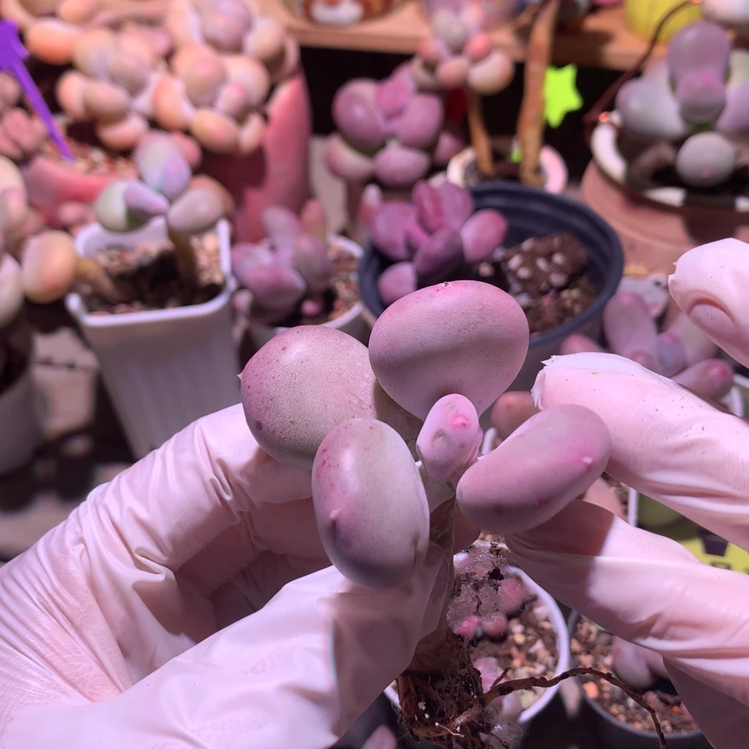 小屁桃奶酪多肉小屁桃