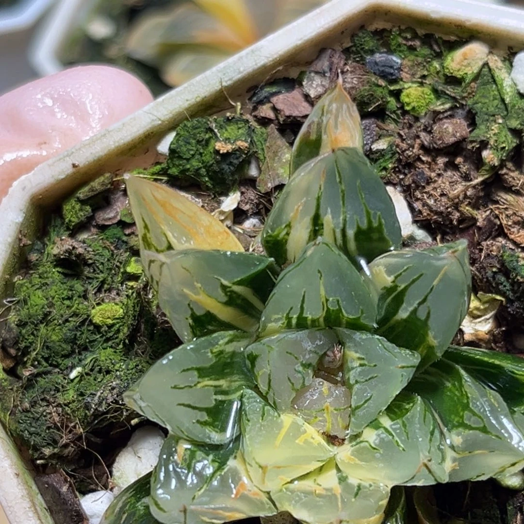 恭喜发财大吉大利0188