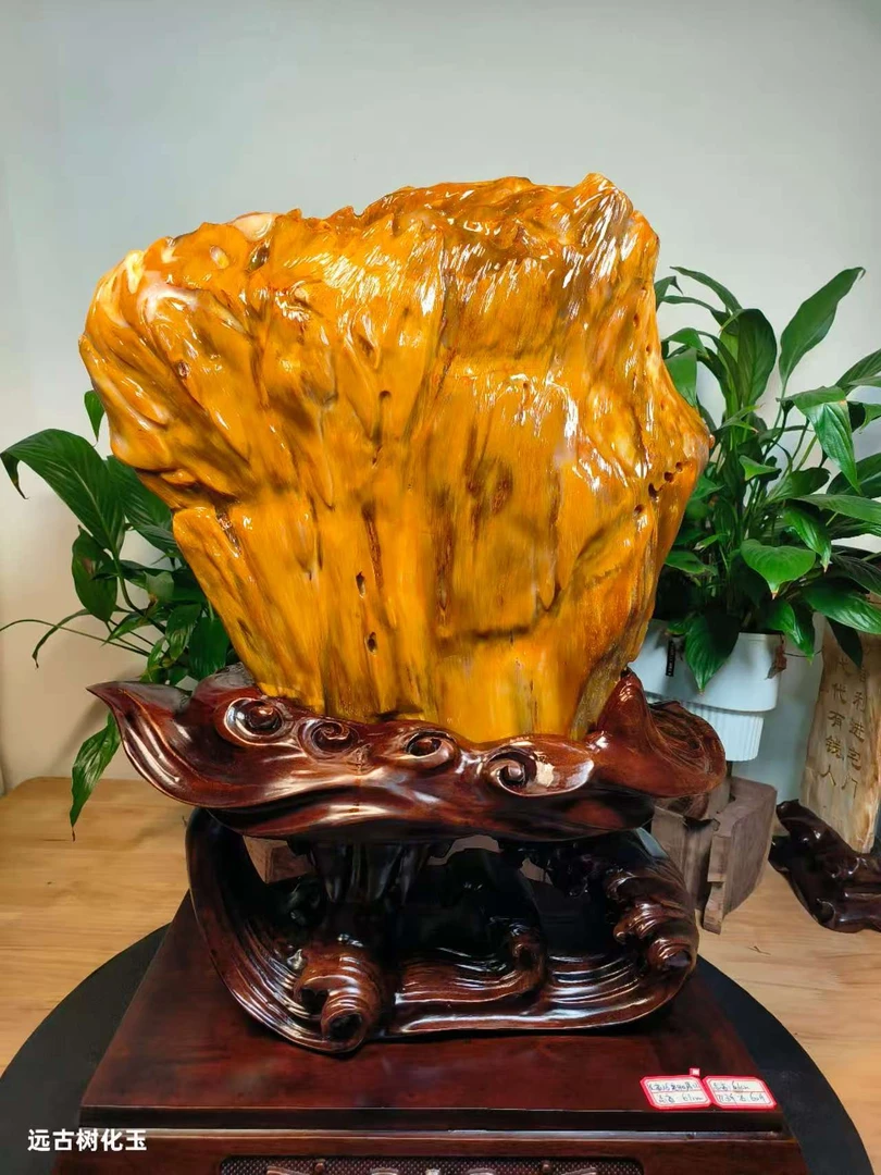 高品质缅甸天然树化玉摆件金色扭转乾坤客厅树化玉俏色通透精美