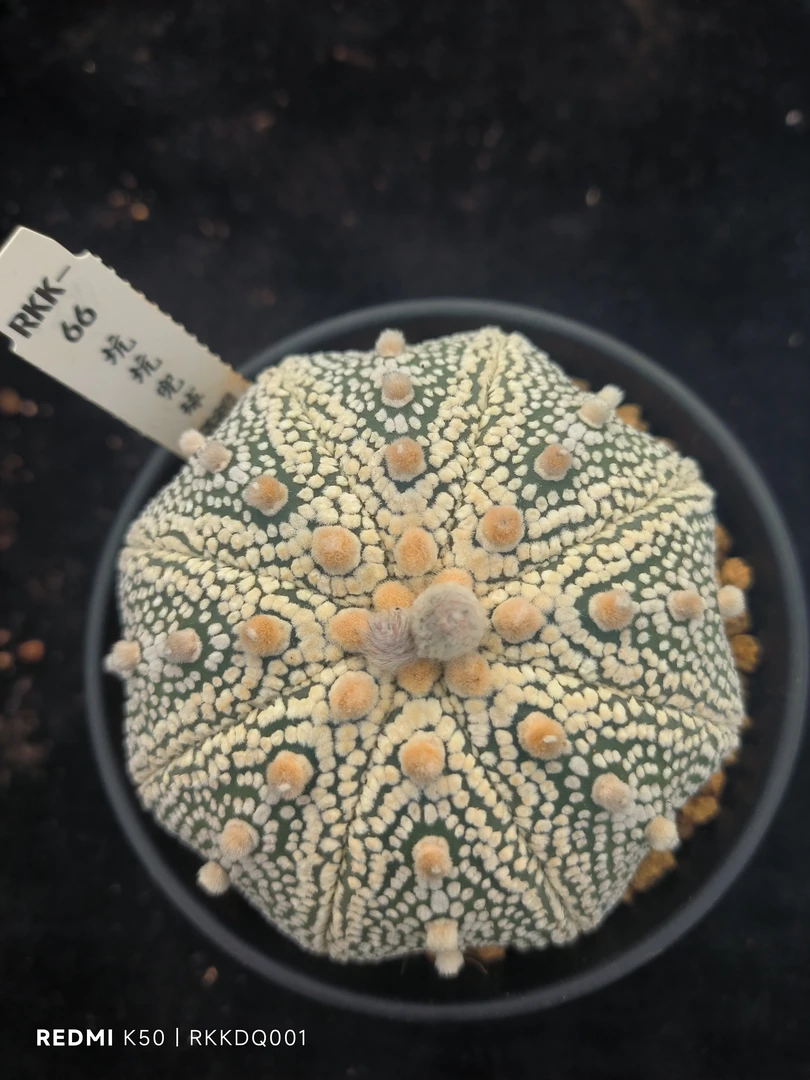 ［精品］浓白点奇迹兜A7(8.3cm)