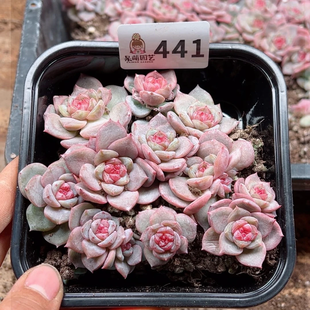 小*熊多肉植物多肉植物