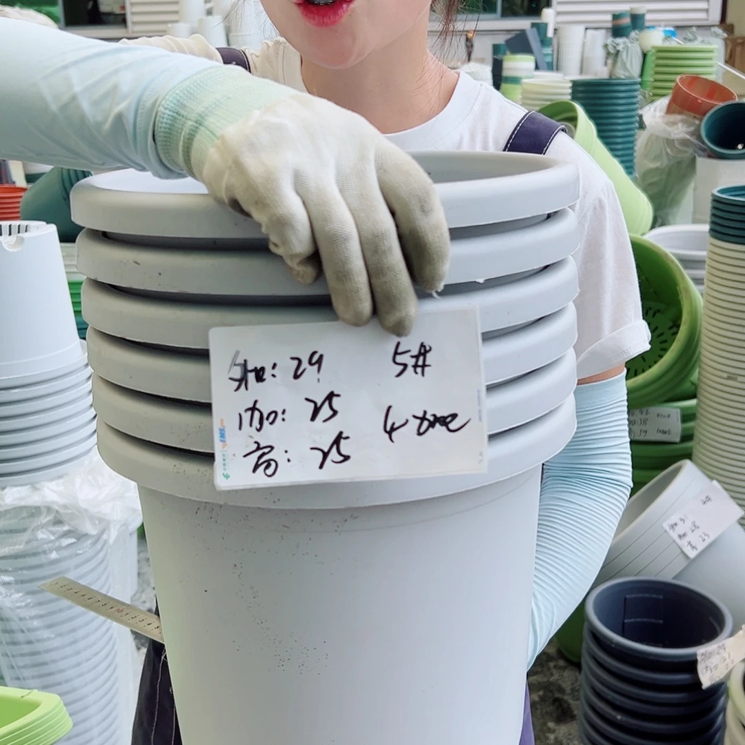 四季盆5#灰白6个无托