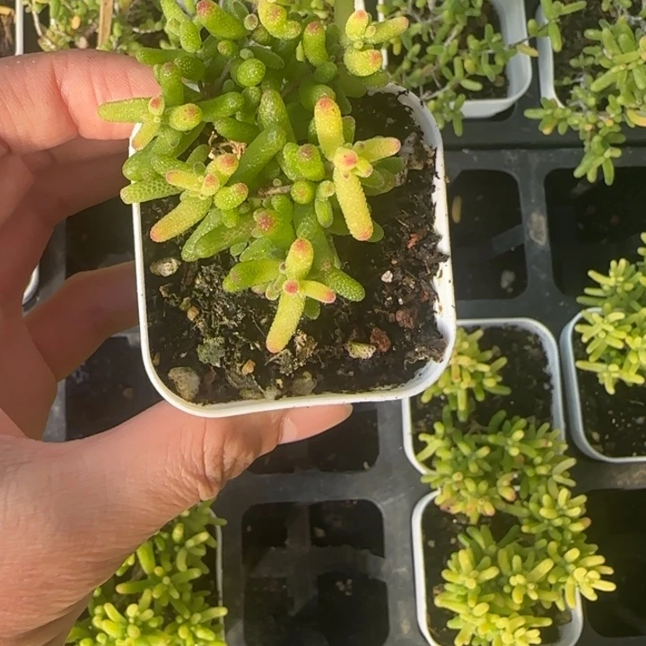 糖球锦枝干 多肉植物