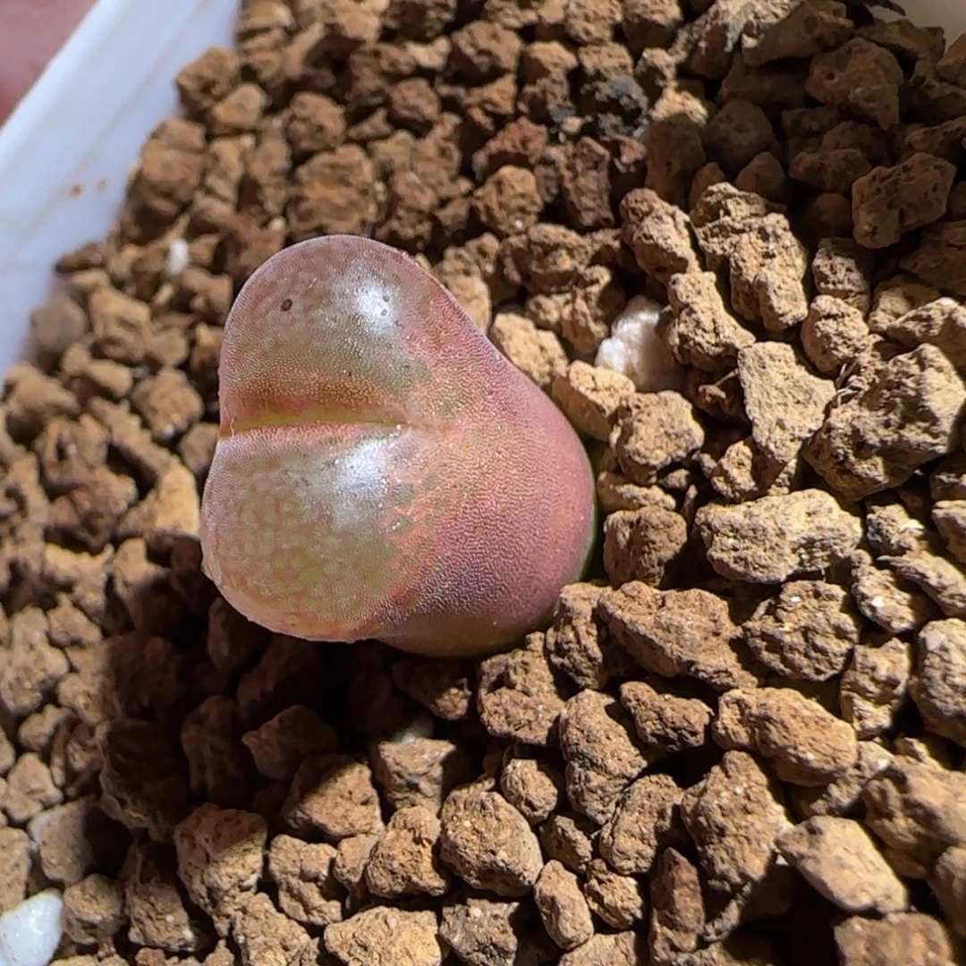 肉锥多肉植物组合-恩东845