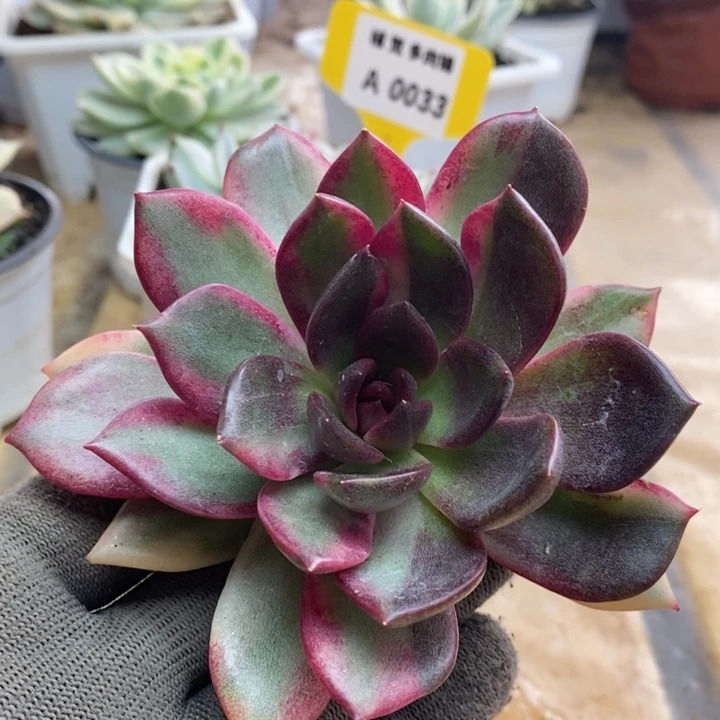 012火焰山锦锦锦锦锦锦锦锦锦