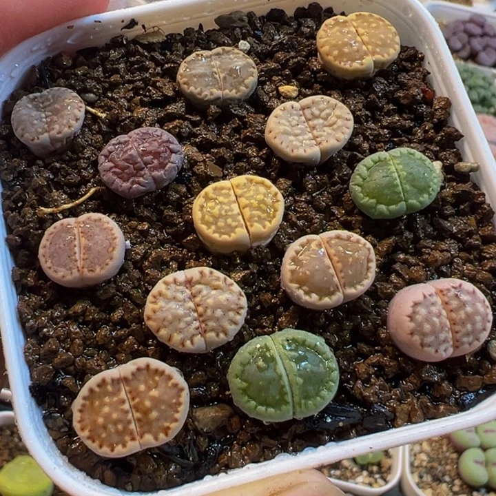 852多肉植物种类多样