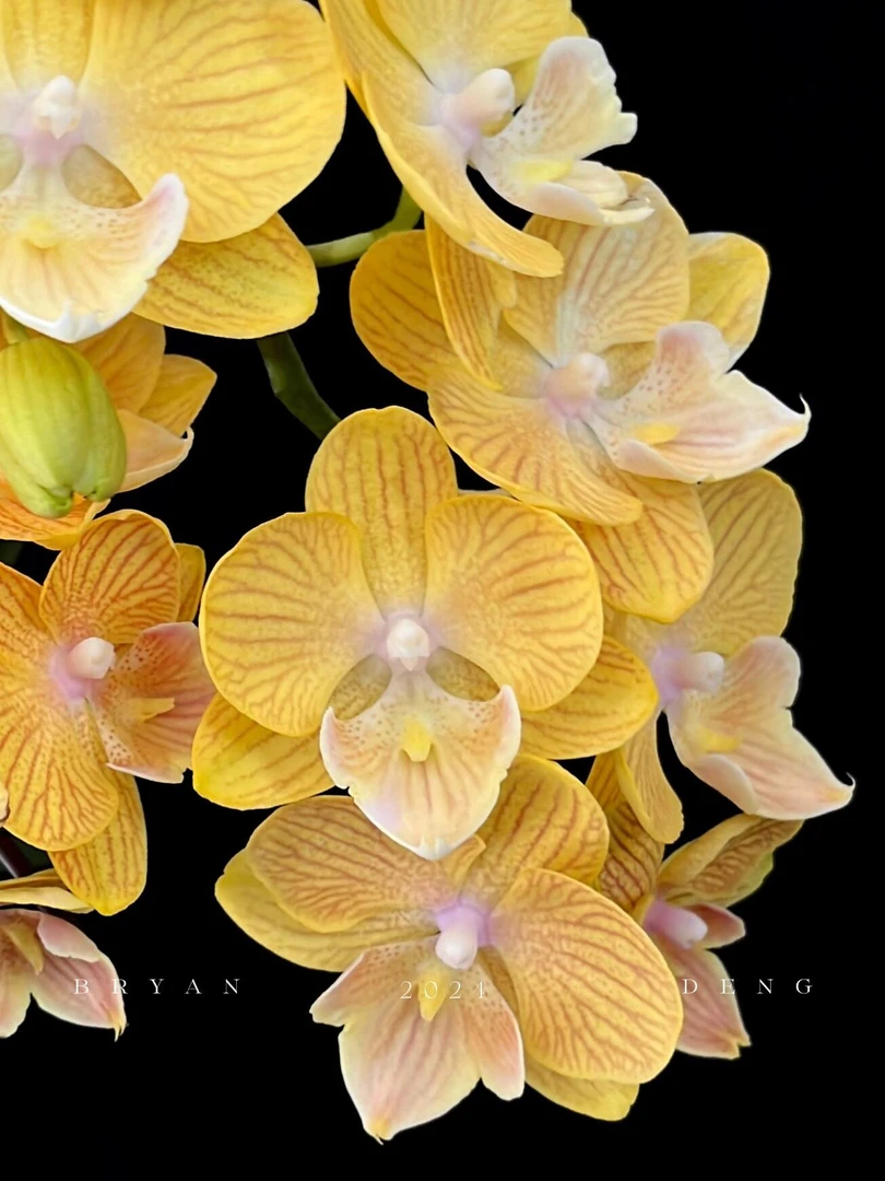 《CH2264金色年华》清香味蝴蝶兰大花桌面盆栽花卉