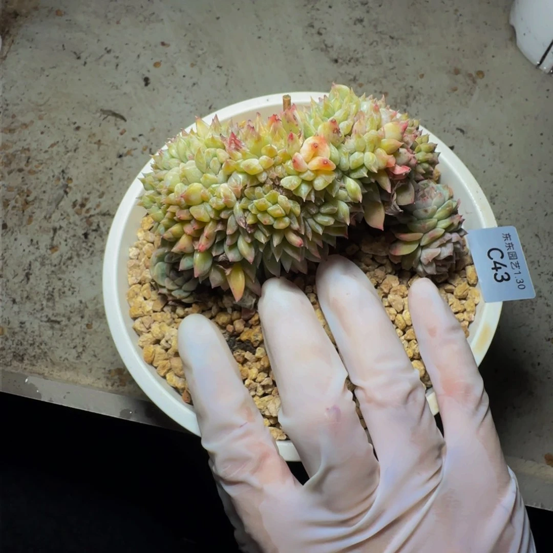 c c c c c c c c c c 43