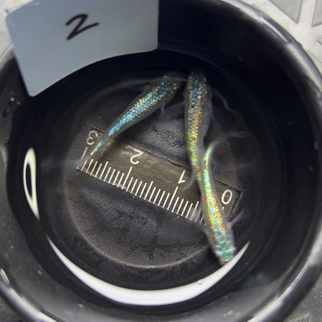 青鳉鱼2。