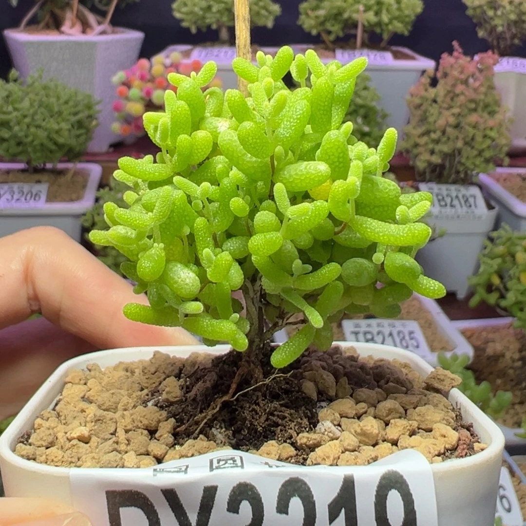 3219蜜橘糖球一物一拍