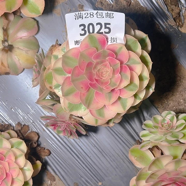 3025荔枝多肉植物保护