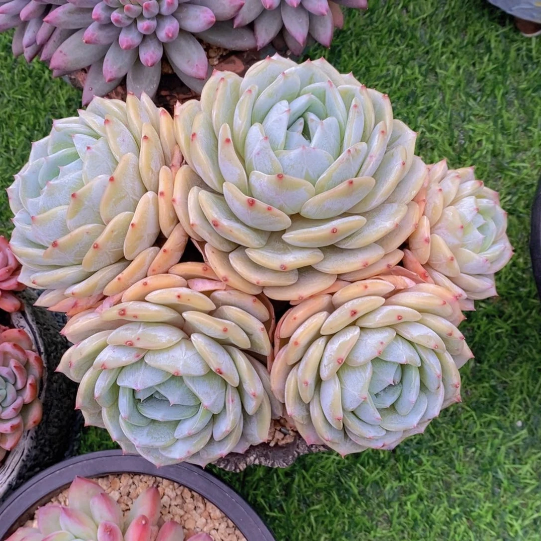 劳林 一物一拍 多肉