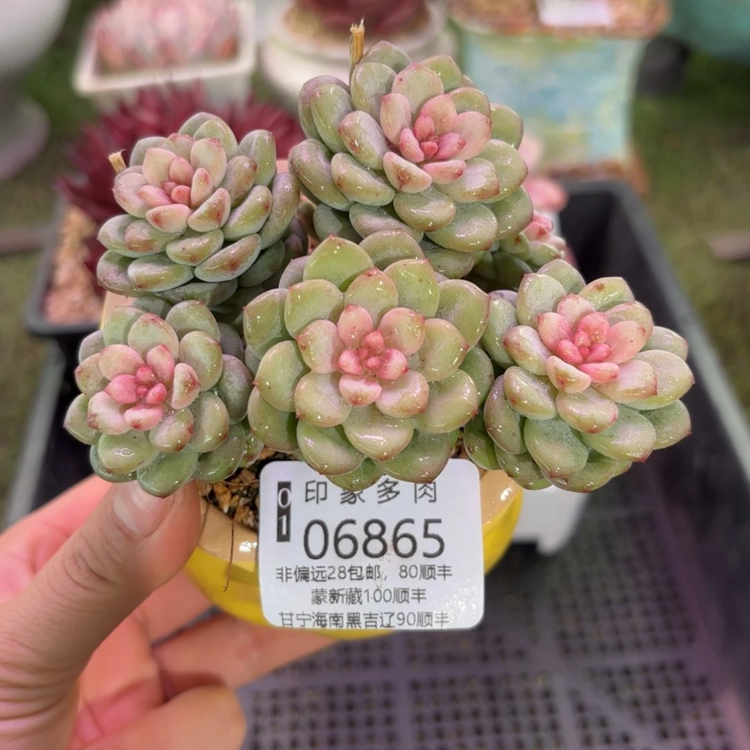 多肉植物6865fghg