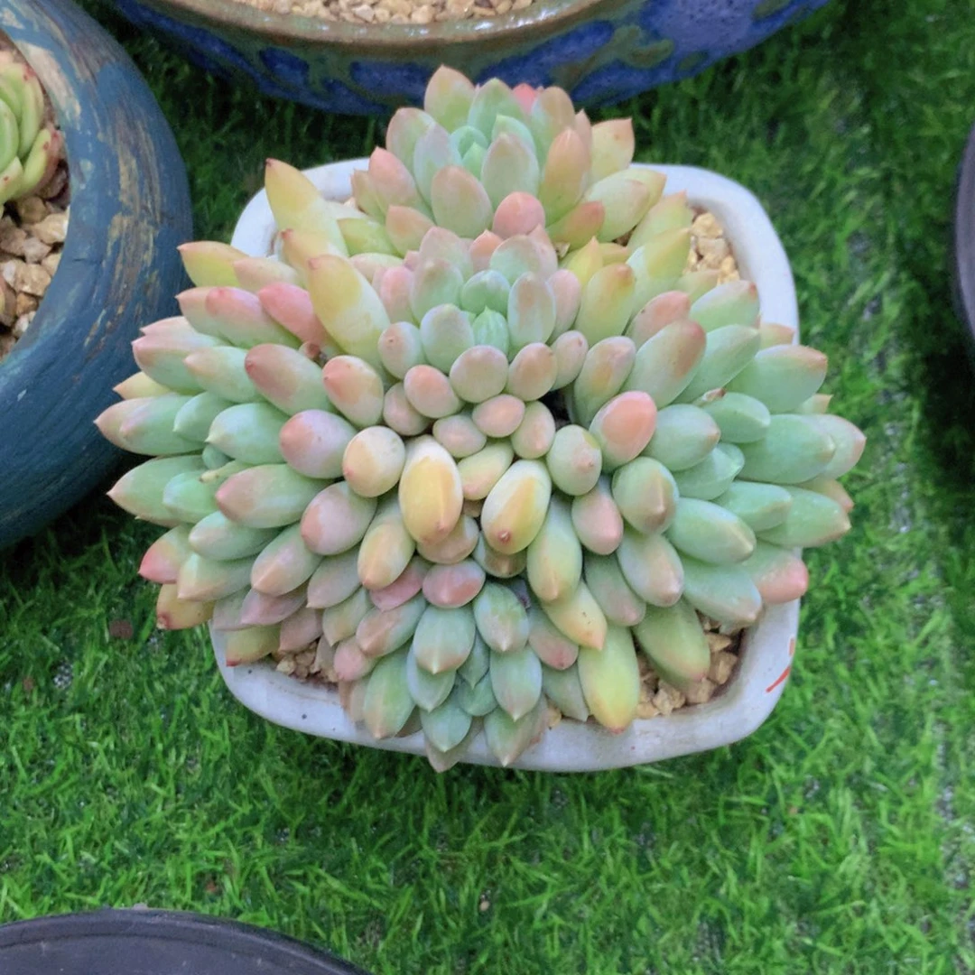 灯****…奶糖多肉植物一物一拍